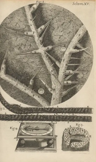 Microscopic view of nettles and other venomous plants av Robert Hooke