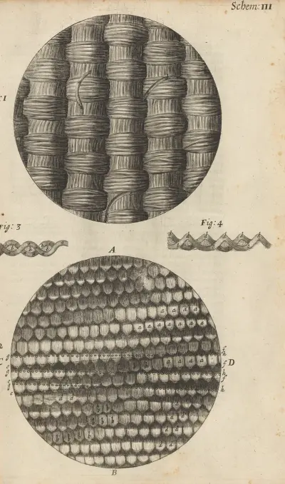 Microscopic view of taffeta and silk av Robert Hooke