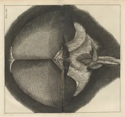 Microscopic view of the eyes and head of a drone-fly av Robert Hooke