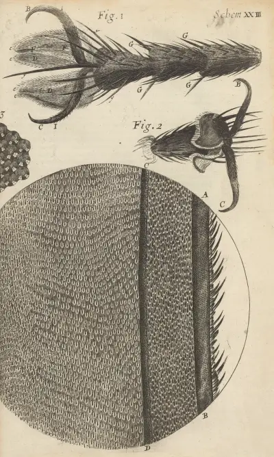 Microscopic view of the feet and wings of flies av Robert Hooke