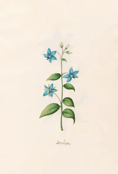 Borraügen av Magdelena Rosina Funck