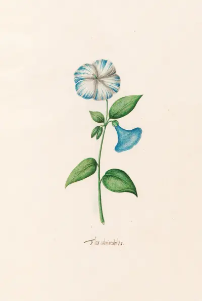 Flos admirabilis, 1692 – nr 2 av Magdelena Rosina Funck