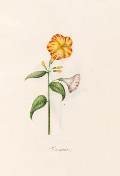 Flos admirabilis, 1692 – nr 1 av Magdelena Rosina Funck