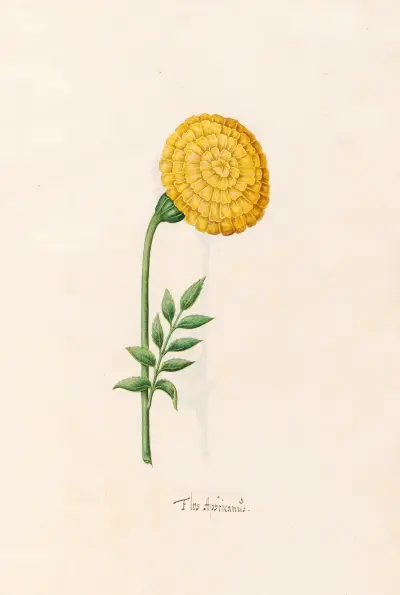Flos Aphricanüs, 1692 – nr 2 av Magdelena Rosina Funck