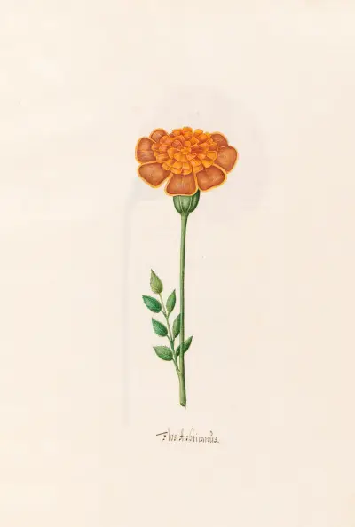 Flos Aphricanüs, 1692 – nr 4 av Magdelena Rosina Funck