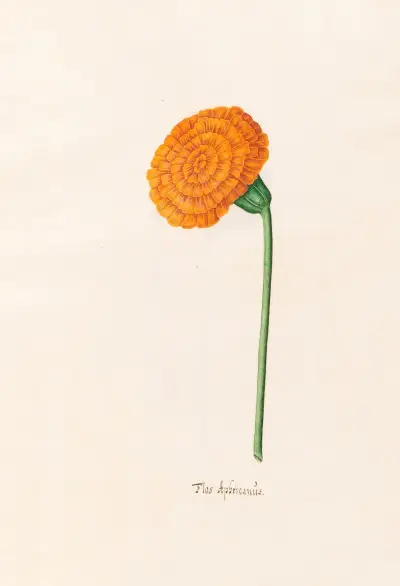 Flos Aphricanüs, 1692 – nr 5 av Magdelena Rosina Funck