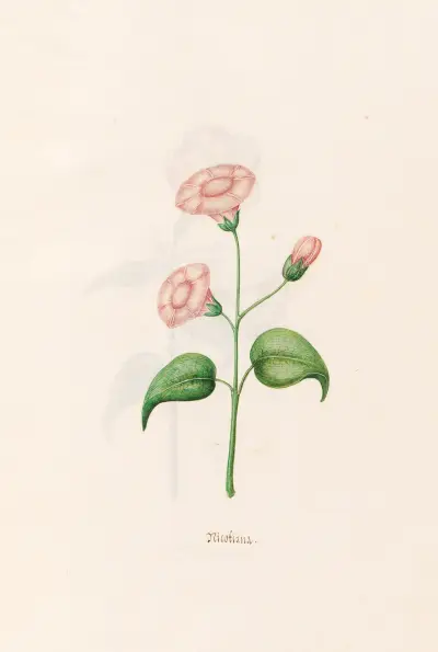 Nicotiana av Magdelena Rosina Funck