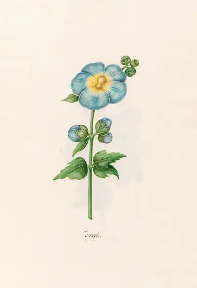 Pappel, 1692 – nr 2 av Magdelena Rosina Funck