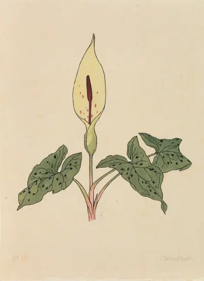 Blumenbuch von Rudolf Koch