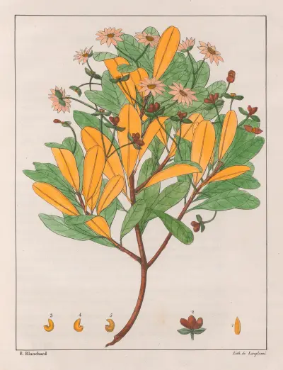 Drymys Granatensis (V. Montana), 1824 – nr 2 av Auguste de Saint-Hilaire