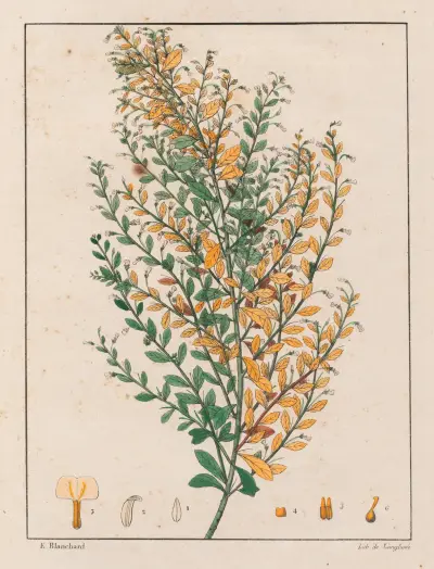 Ionidium Parviflorum av Auguste de Saint-Hilaire