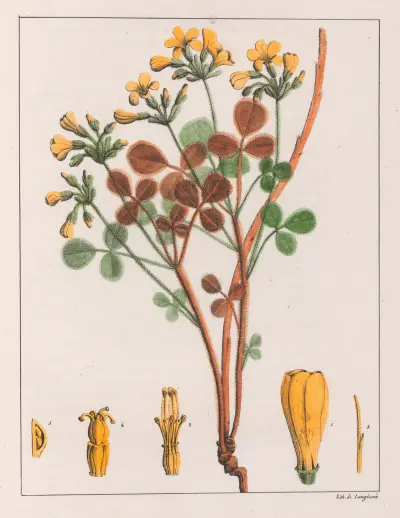 Oxalis Fulva av Auguste de Saint-Hilaire