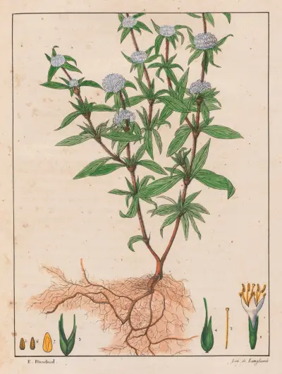 Spermacoce Ferruginea av Auguste de Saint-Hilaire