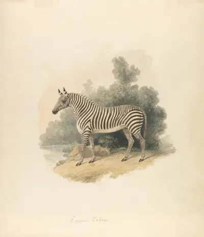 A Zebra av Samuel Howitt