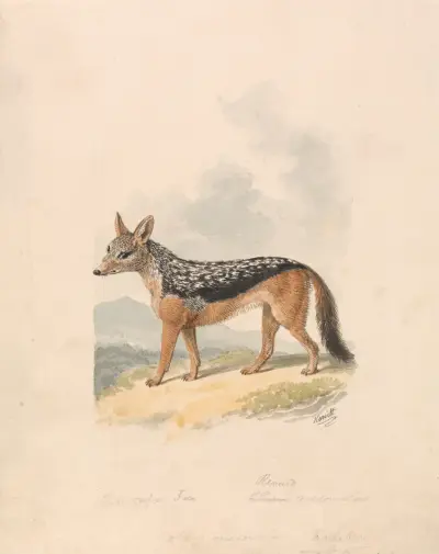 Black-backed Jackal av Samuel Howitt