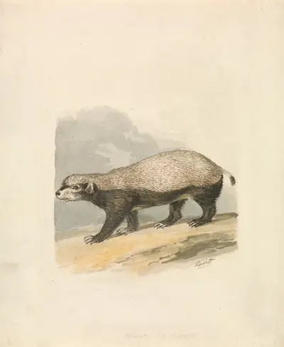 Honey-Badger av Samuel Howitt