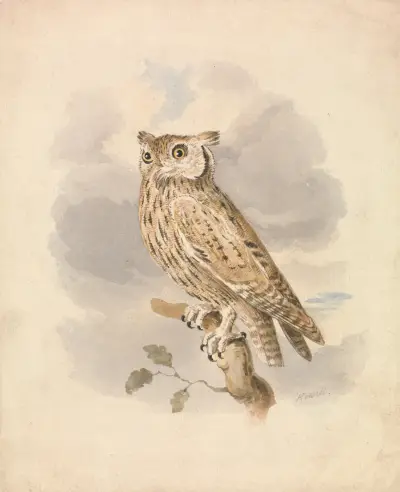Zwergohreule von Samuel Howitt