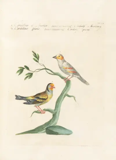 Ornithologia methodice digesta Pl.337, Saverio Manetti