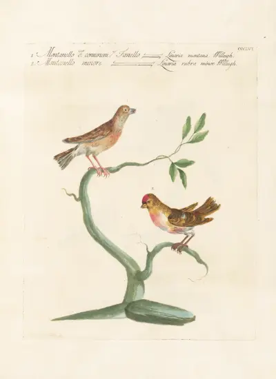 Ornithologia methodice digesta Pl. 338 von Saverio Manetti