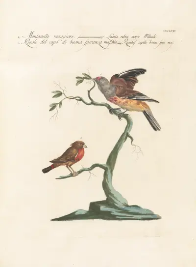 Ornithologia methodice digesta Pl.339 von Saverio Manetti