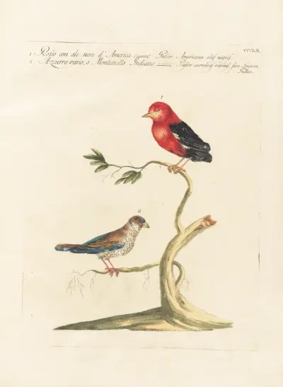 Ornithologia methodice digesta Pl.342, Saverio Manetti