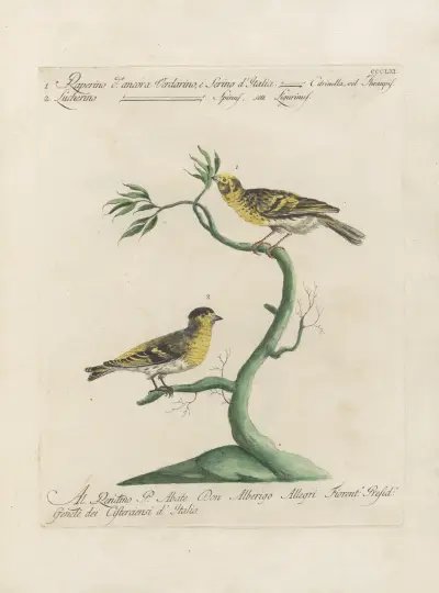 Ornithologia methodice digesta Pl.343 von Saverio Manetti