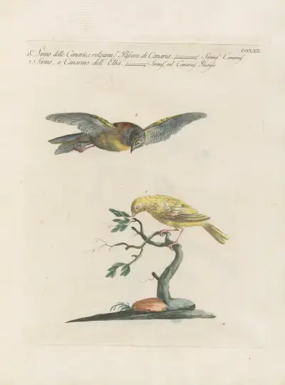 Ornithologia methodice digesta Taf. 344 von Saverio Manetti