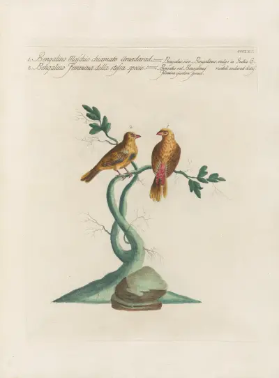 Ornithologia methodice digesta Pl.347 von Saverio Manetti