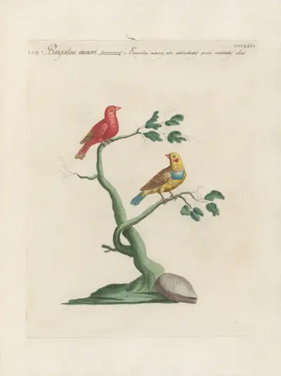 Ornithologia methodice digesta Pl.348 von Saverio Manetti