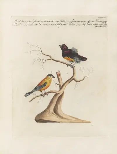 Ornithologia methodice digesta Pl.350 von Saverio Manetti