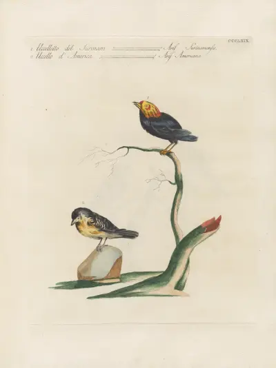Ornithologia methodice digesta Pl.351 von Saverio Manetti