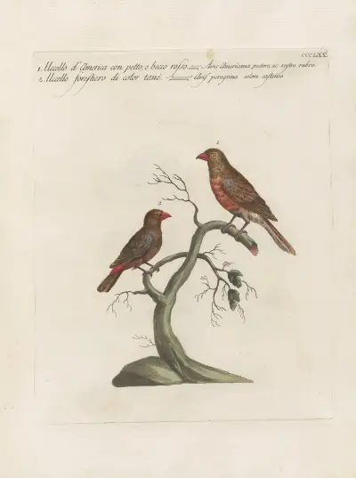 Ornithologia methodice digesta Pl.352 von Saverio Manetti