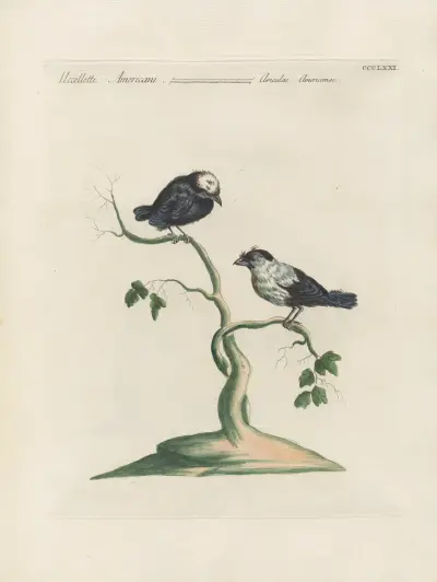 Ornithologia methodice digesta Pl.353 von Saverio Manetti