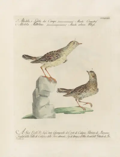 Ornithologia methodice digesta Pl.354 von Saverio Manetti
