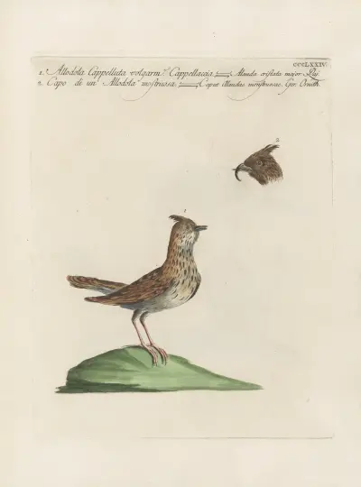 Ornithologia methodice digesta Pl.356 von Saverio Manetti