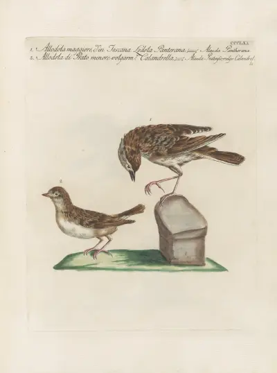 Ornithologia methodice digesta Pl.357 von Saverio Manetti