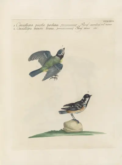 Ornithologia methodice digesta Pl.358 von Saverio Manetti