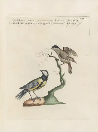 Ornithologia methodice digesta Pl.359 von Saverio Manetti