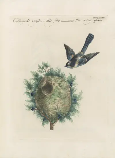 Ornithologia methodice digesta, tabule 361, Saverio Manetti