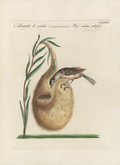 Ornithologia methodice digesta Pl.362, Saverio Manetti