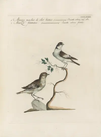 Ornithologia methodice digesta Pl.363 von Saverio Manetti