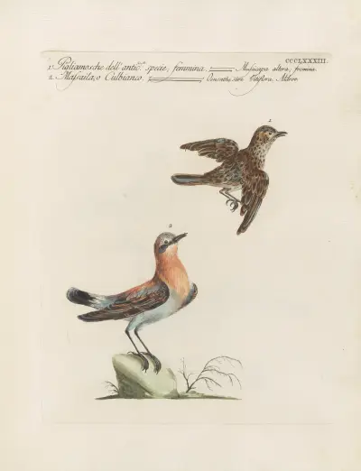 Ornithologia methodice digesta Pl.365 von Saverio Manetti