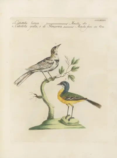 Ornithologia methodice digesta Pl.367 von Saverio Manetti