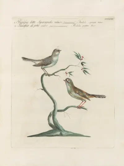 Ornithologia methodice digesta Pl.375 von Saverio Manetti