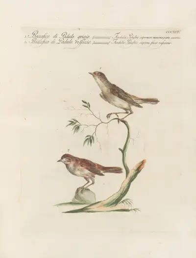 Ornithologia methodice digesta Pl.376 von Saverio Manetti