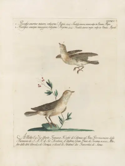 Ornithologia methodice digesta Pl.377 von Saverio Manetti