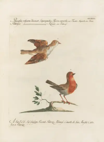 Ornithologia methodice digesta Pl.378 von Saverio Manetti