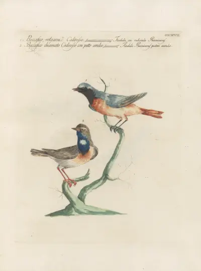 Ornithologia methodice digesta Pl.379 von Saverio Manetti