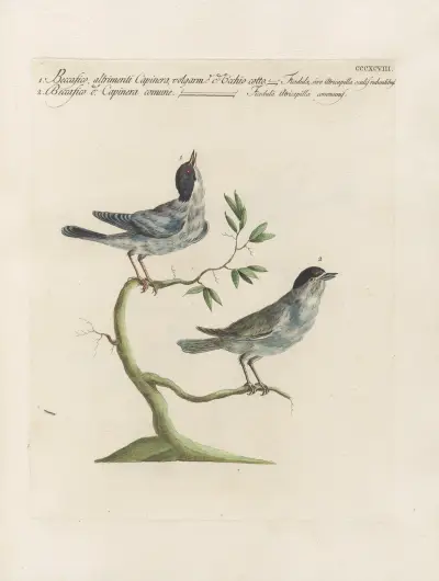 Ornithologia methodice digesta Pl.380 von Saverio Manetti