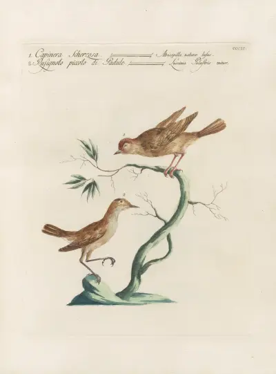 Ornithologia methodice digesta Pl.381 von Saverio Manetti